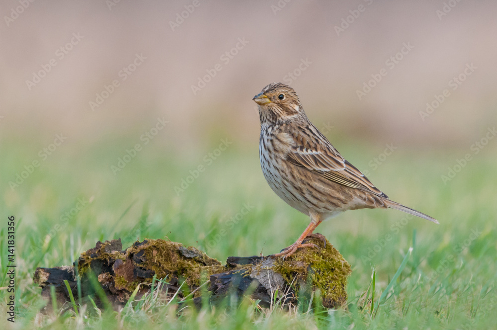 Corn Bunting/on the meadow Corn Bunting/on the meadow