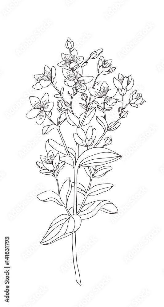 Medicinal herbs and flowers  hypericum  