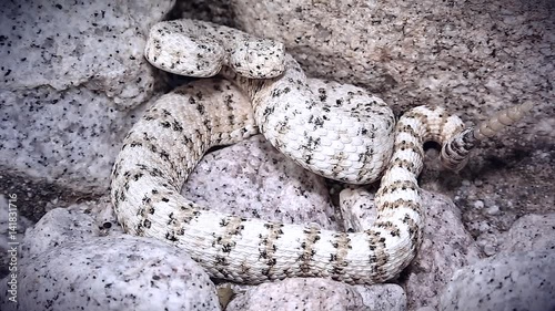 A rattlesnake rattles loudly. The WHITE Southwestern Speckled Rattlesnake (Crotalus mitchelli pyrrus) exists only in a single restricted mountain range. Amazingly well-camouflaged in the white granite photo