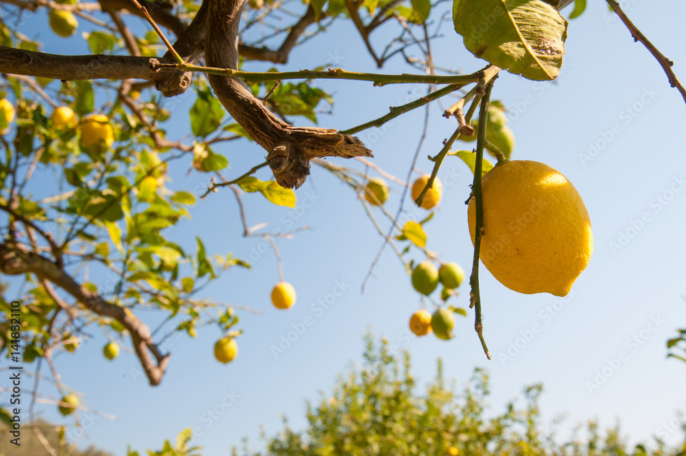 Closeup view of lemons on tree during harvest time Closeup view of lemons on tree during harvest time