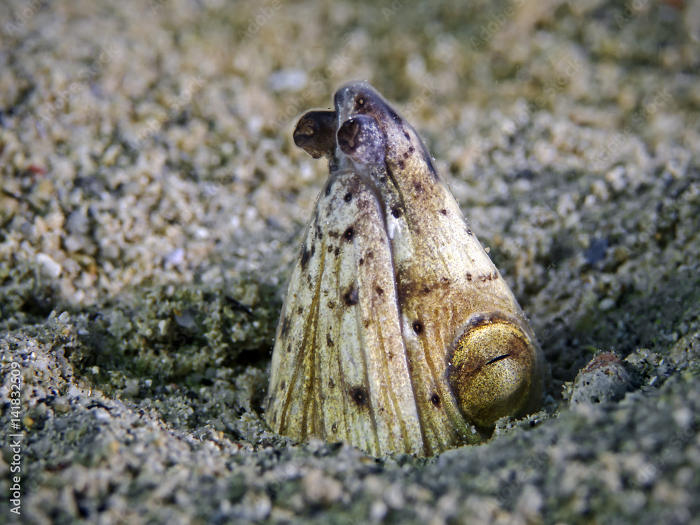 Black-finned snake eel (Ophichthus melanochir) Black-finned snake eel (Ophichthus melanochir)