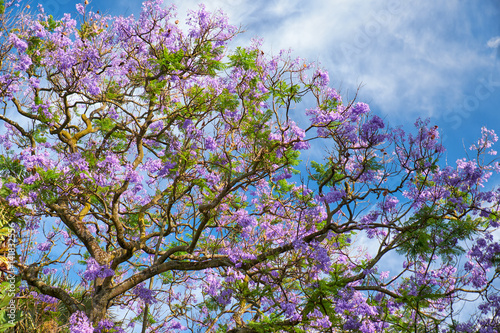 Black poui or Jacaranda mimosifolia photo
