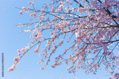 cherry blossoms in japan