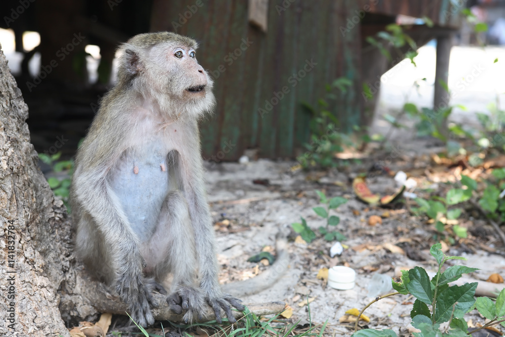 Obraz premium Wild Monkey Portrait