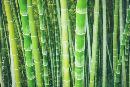 Fototapeta Naklejka Na Ścianę i Meble -  Green bamboo stalks natural background