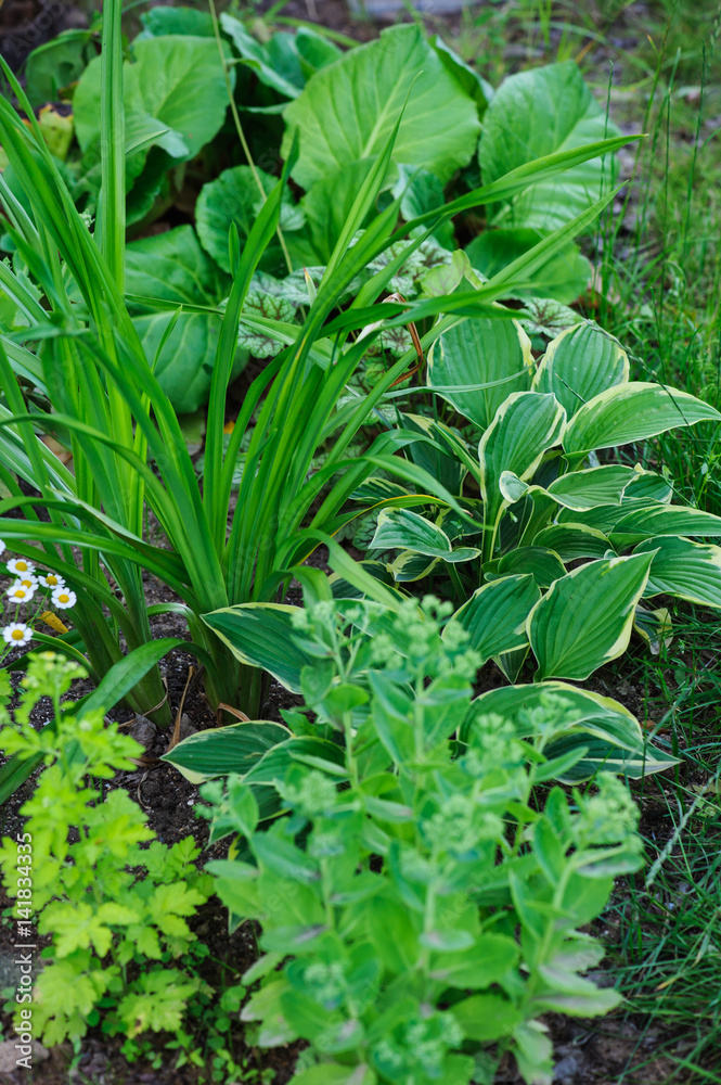 Hylotelephium spectabile (Sedum) planted with hosta, daylily and other perennials in summer garden Hylotelephium spectabile (Sedum) planted with hosta, daylily and other perennials in summer garden