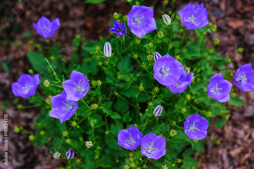 Decorative garden blue bellflower (Campanula carpatica) blooming in summer