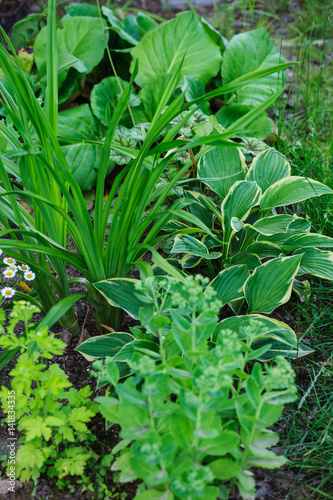 Hylotelephium spectabile (Sedum) planted with hosta, daylily and other perennials in summer garden © mashiki