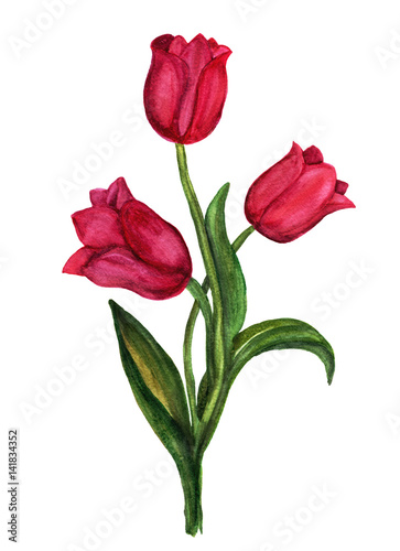 Red tulips watercolor bouquet.