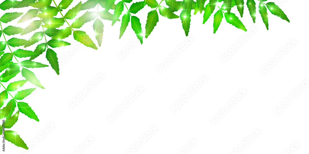 Obraz premium 新緑 葉 緑 背景 