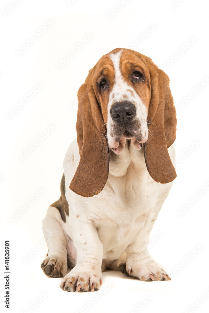 Cute young adult basset hound sitting and facing the camera  isolated on a white background