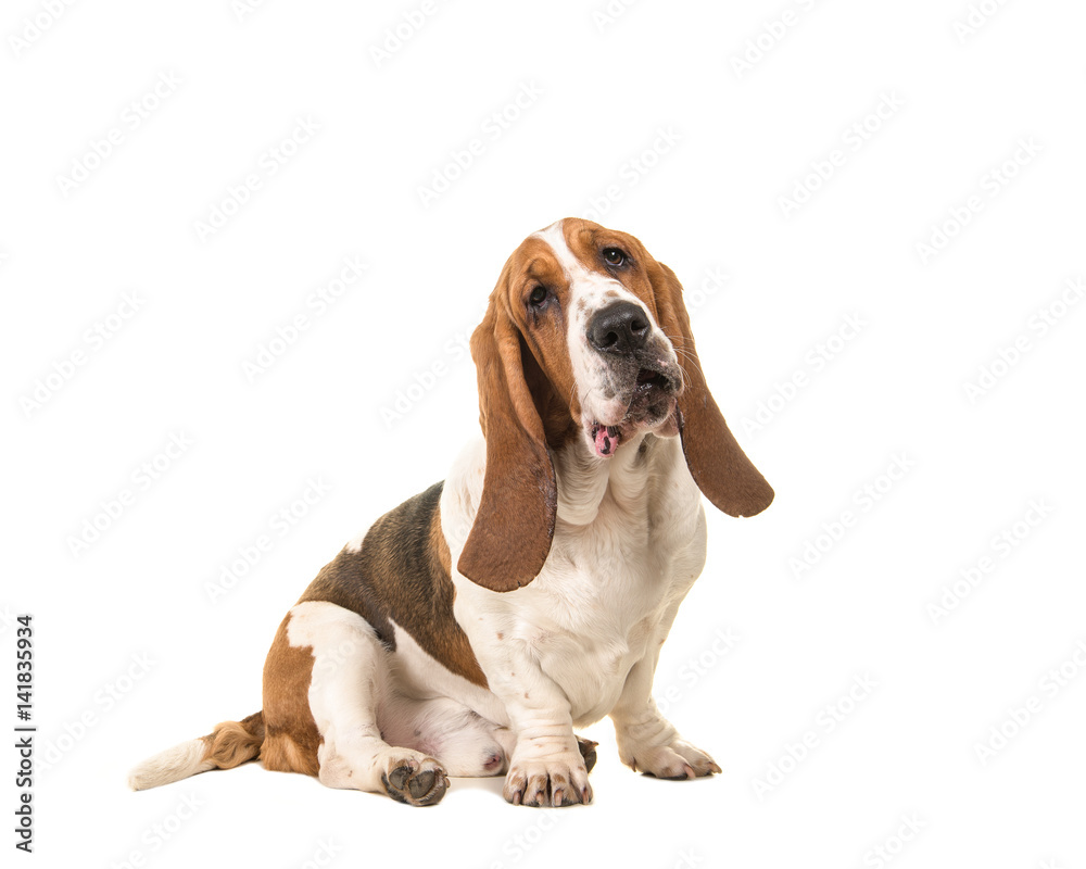 Cute young adult basset hound sitting and facing the camera seen from the side isolated on a white background
