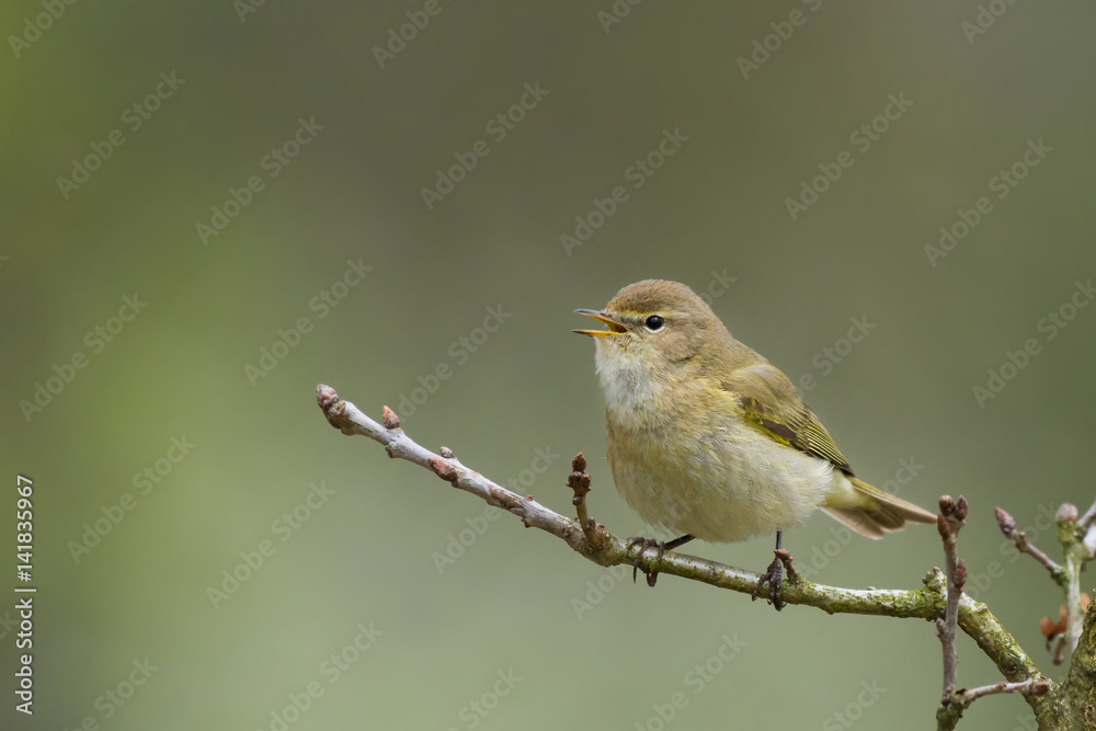 Common Chiffchaff/on a twig Common Chiffchaff/on a twig