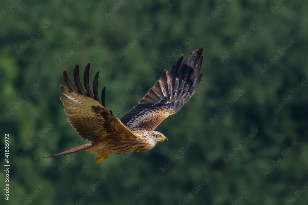Fototapeta premium Red Kite/flight over the meadow