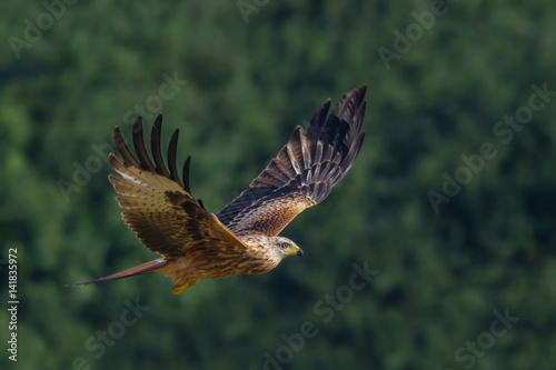 Red Kite/flight over the meadow © Rafa
