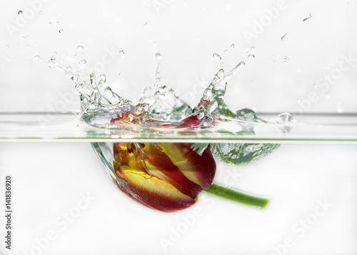 flower tulip water splash
