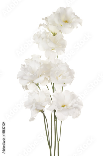 eustoma flower isolated