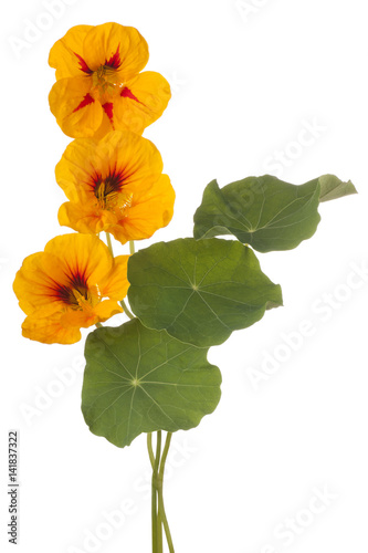 nasturtium flower isolated