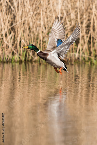 Foto Mallard, Duck, Anas platyrhynchos