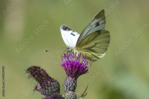 Green-veined white (Pieris napi) hangs on a purple thistle drinking nectar. © Sander Meertins