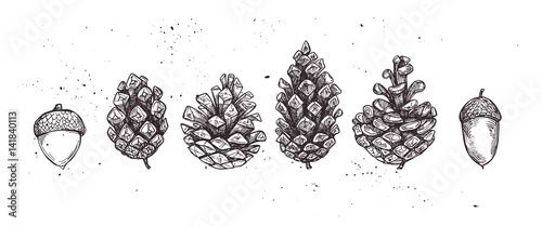 Hand drawn vector illustrations. Collection of pine cones and acorns. Forest vintage elements. Perfect for invitations, greeting cards, posters, prints