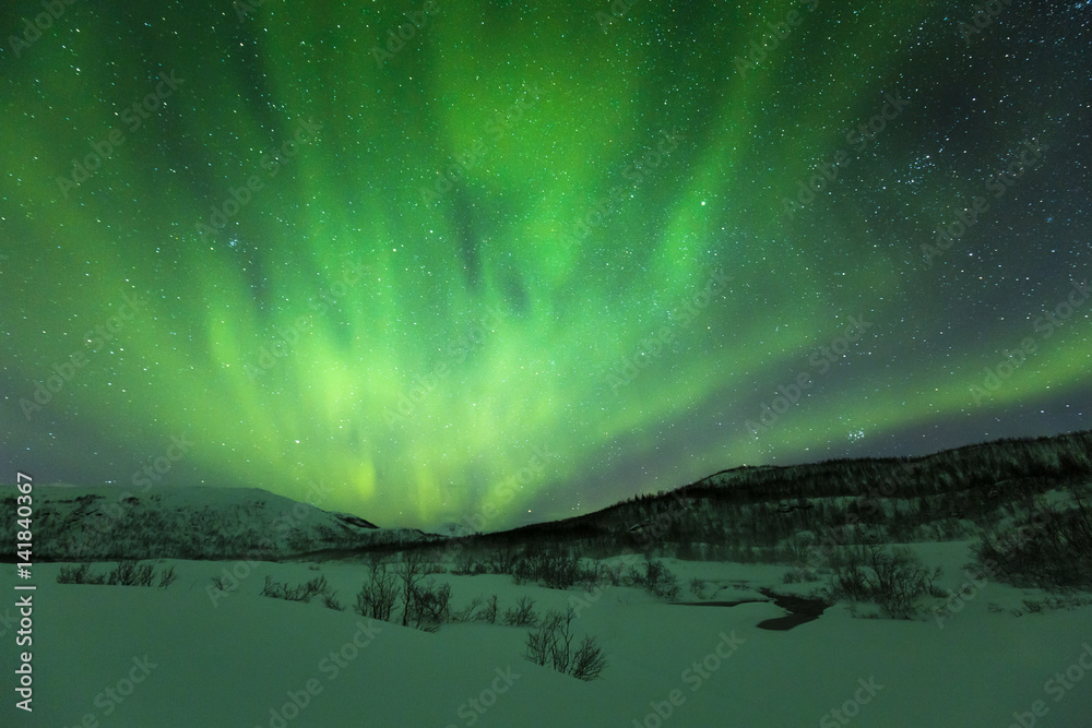 Northern lights above trees in a winter landscape.