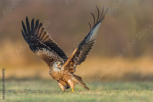 Red Kite/on the meadow