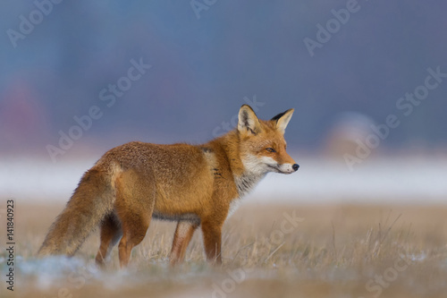 Red Fox/in the meadow © Rafa
