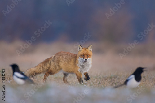Red Fox in the meadow