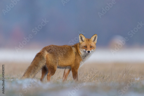 Fototapeta Naklejka Na Ścianę i Meble -  Red Fox/in the meadow
