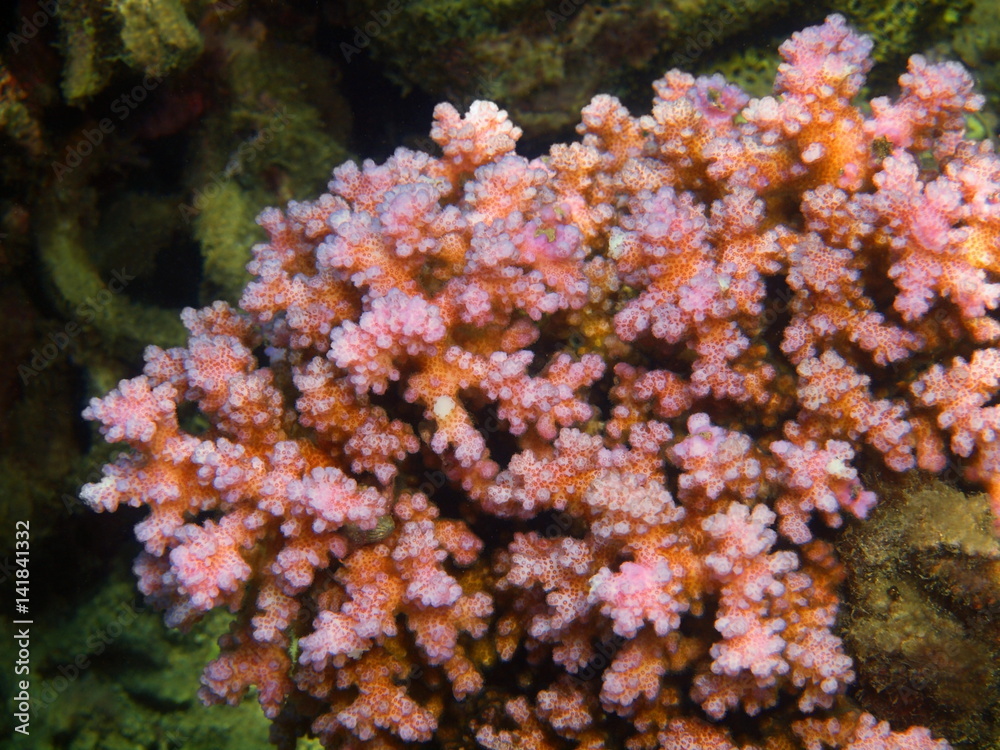 Fototapeta premium Stone coral