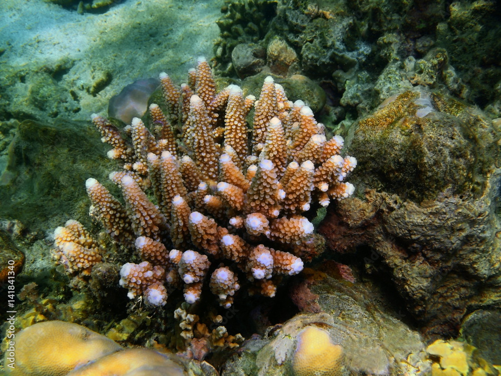 Naklejka premium Stone coral