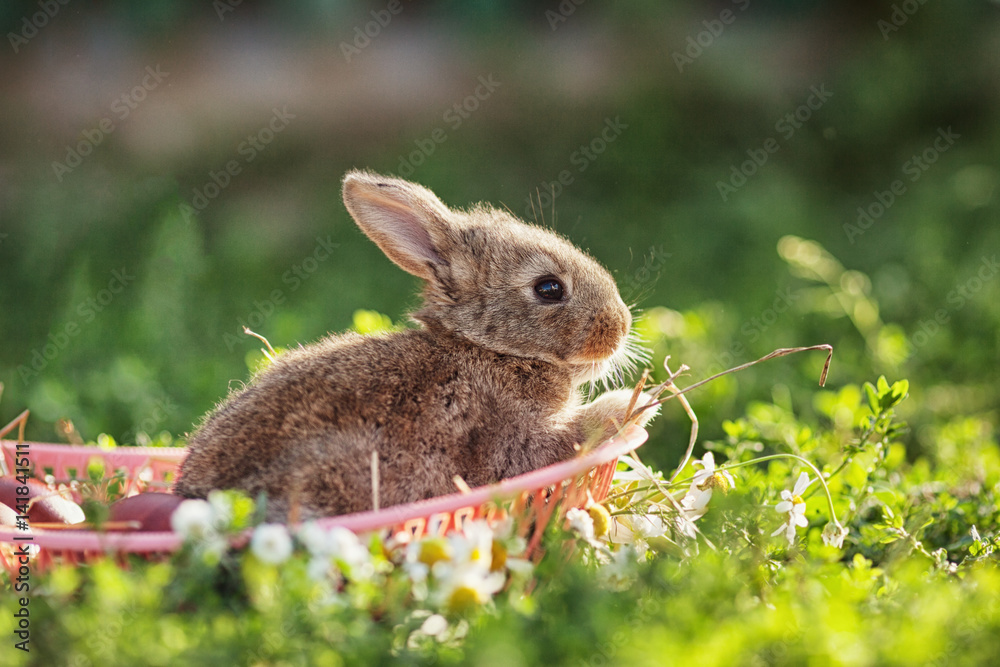 Fototapeta premium Portrait of little rabbit on green grass background