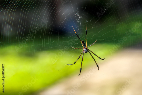 Araignée - Nephila Araignée néphila à l'île de la Réunion 