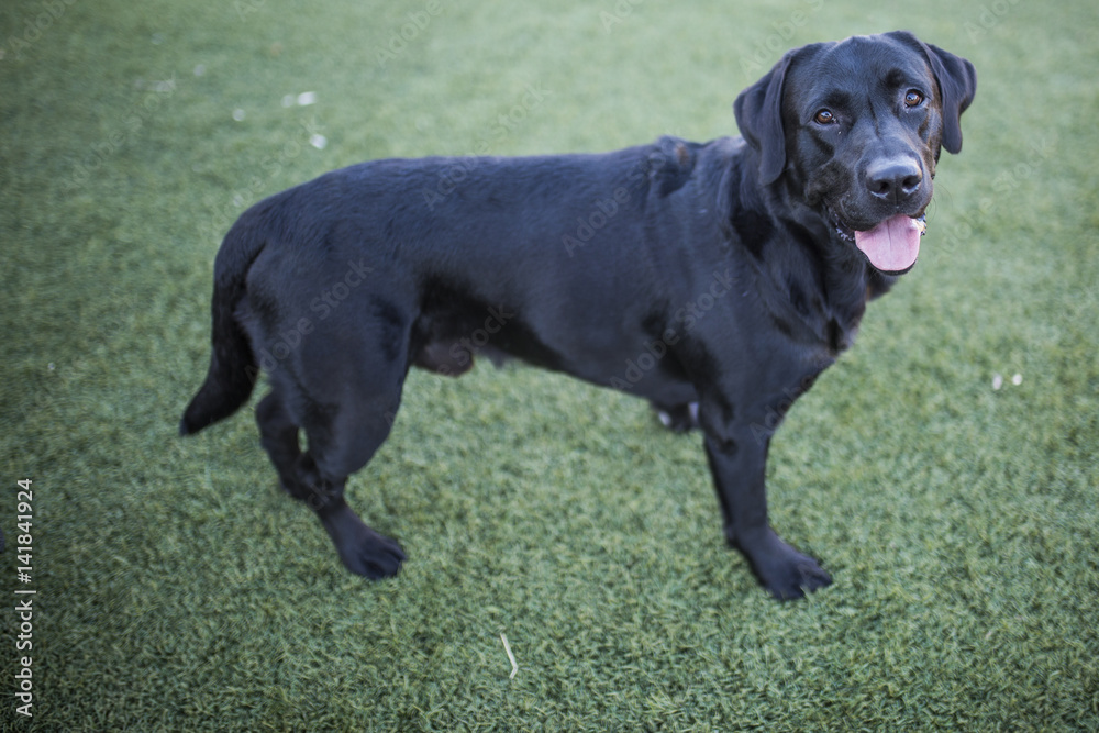 dog portrait, black labrador on lawn background