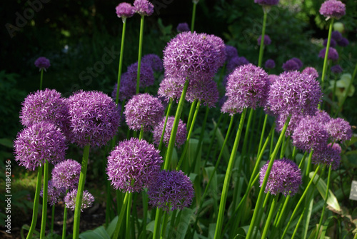 Alium violet en fleurs au printemps au jardin