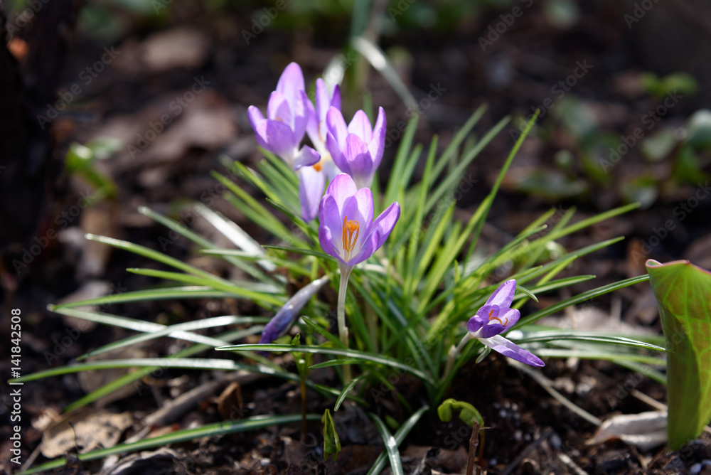 Crocus Crocus