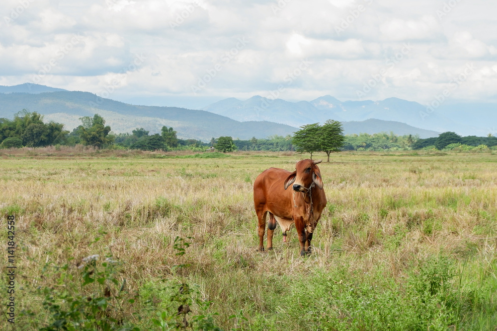 cow is grazing in the field, Thailand