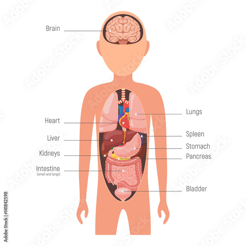 Diagram internal organs