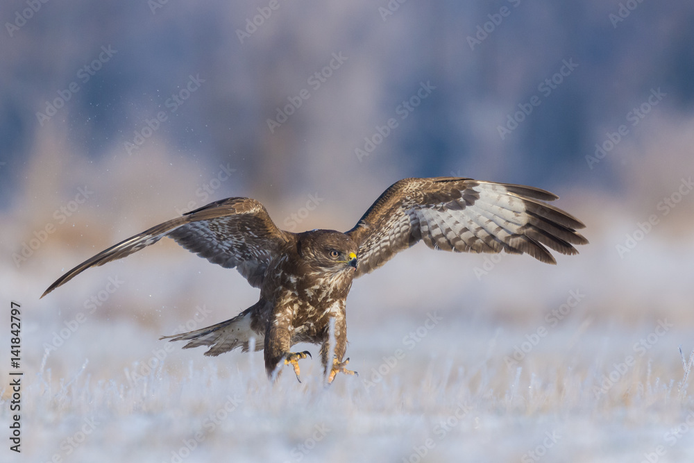 Fototapeta premium Common Buzzard/flying over the meadow