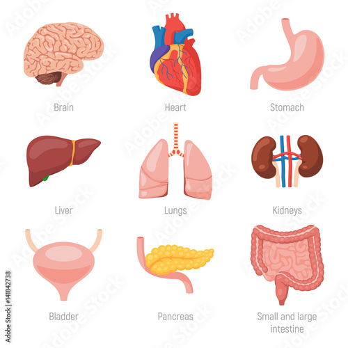 Human internal organs