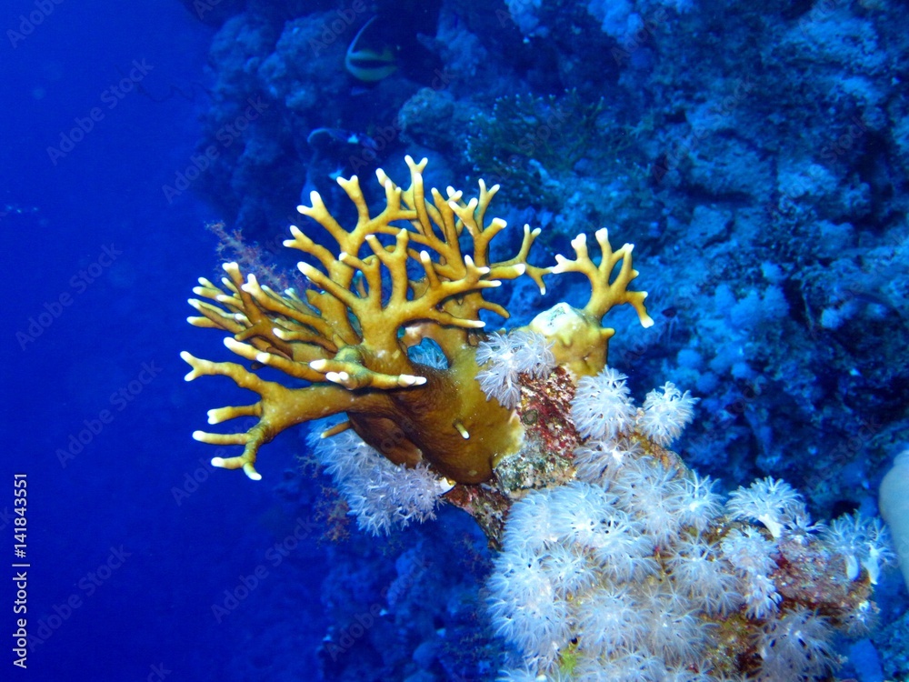 Fototapeta premium Corals in the Red Sea