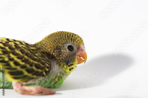 cute Baby bird in white background