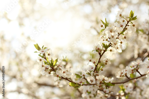 spring landscape in a garden/ Flowering branches of a cherry tree on a sunset background © zoomingfoto1712