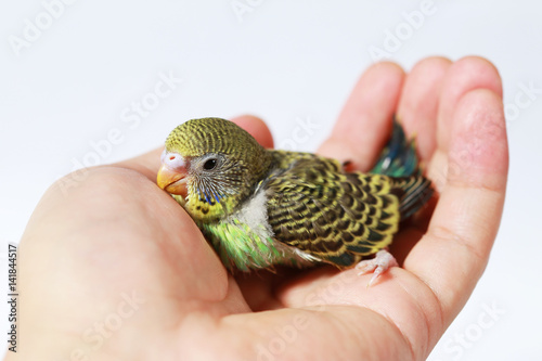 cute Baby bird in hand on white background