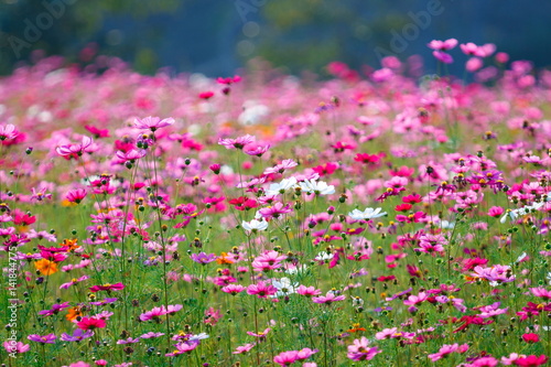 Pink flower meadows,Cosmos flower meadows,cosmos,background.