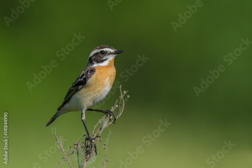 Whinchat / at sunrise in spring