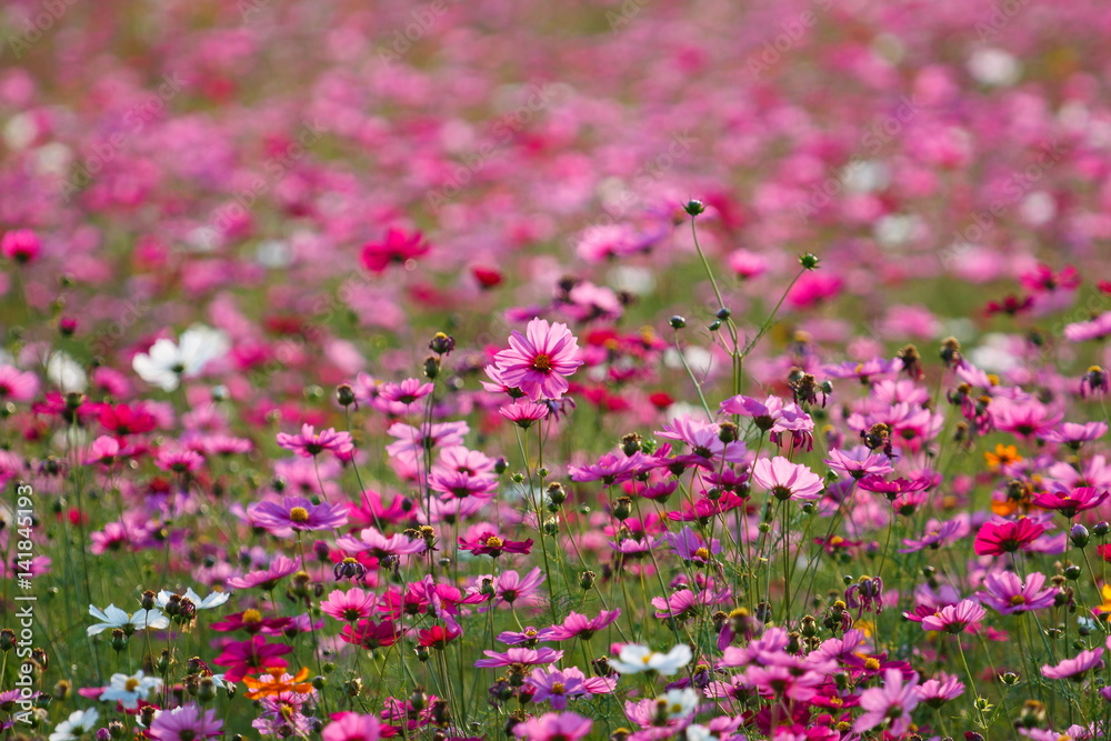 Pink flower meadows,Cosmos flower meadows,cosmos,background.