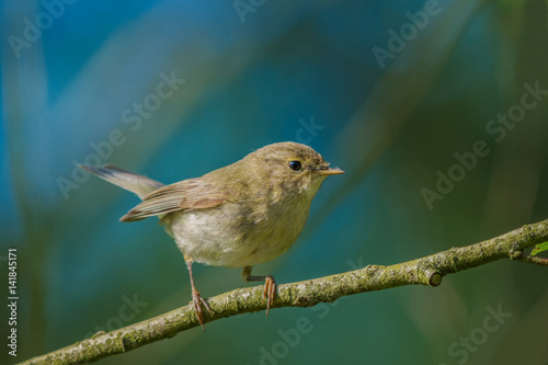 Common Chiff chaff/at sunrise in spring