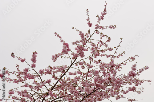 Japanische Kirschblüten (sakura) an einem trüben Frühlingstag © HansPeterK